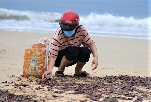 Vi sao oc dat vao bo bien day dac? hinh anh