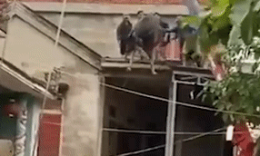 Dan vung lu cau trau tu mai nha xuong dat hinh anh