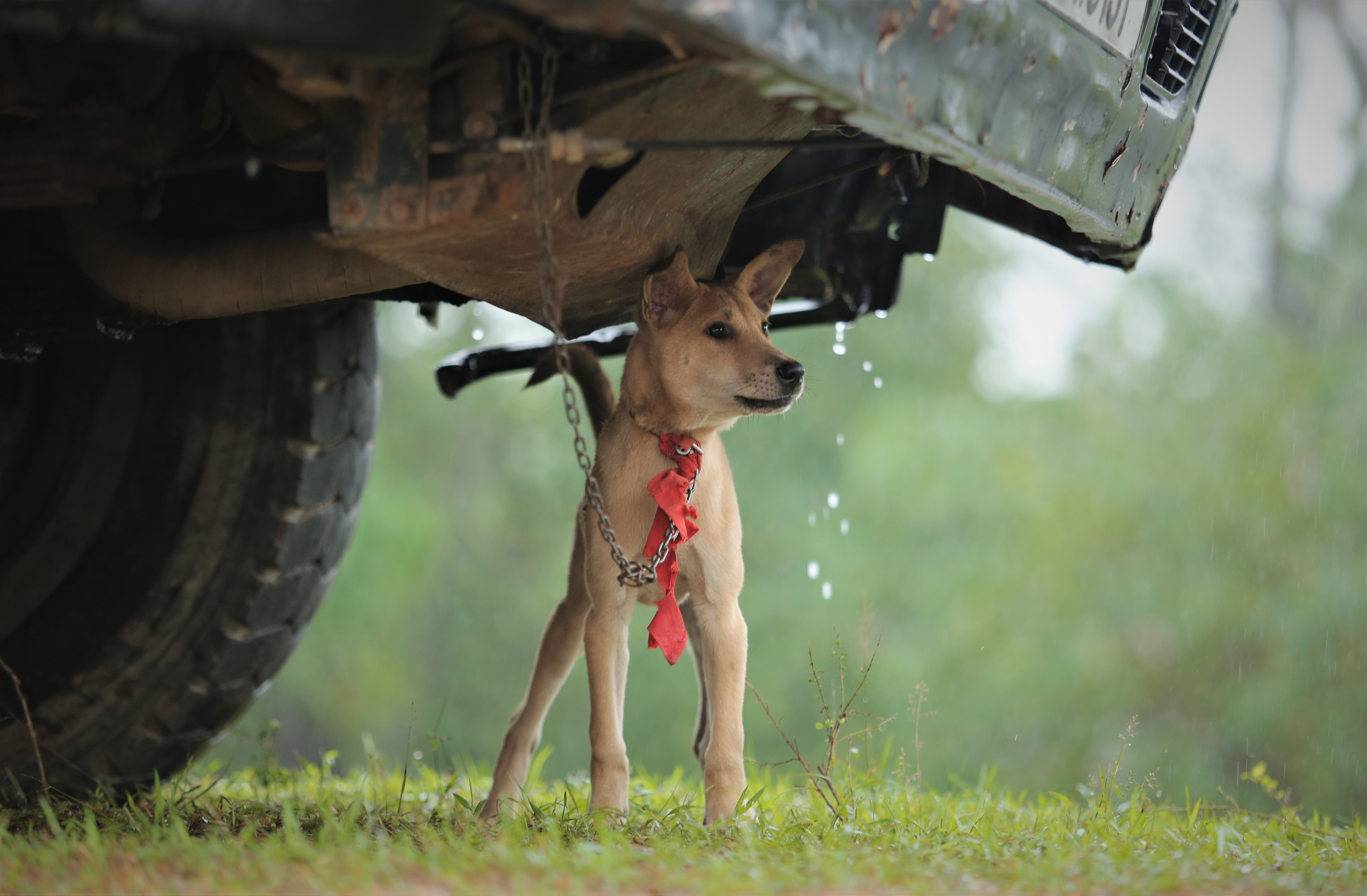 chay lu o Nghe An anh 8