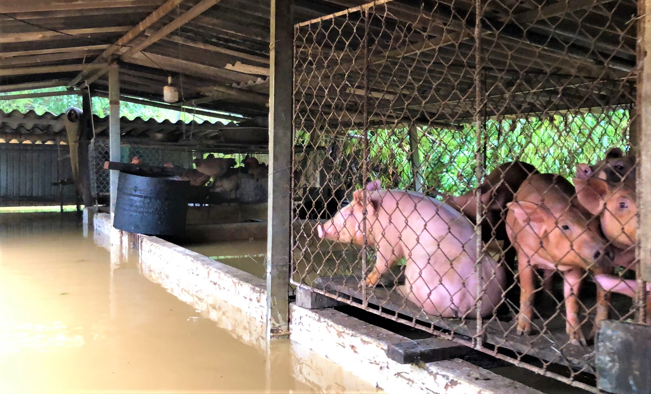 chay lu o Nghe An anh 6