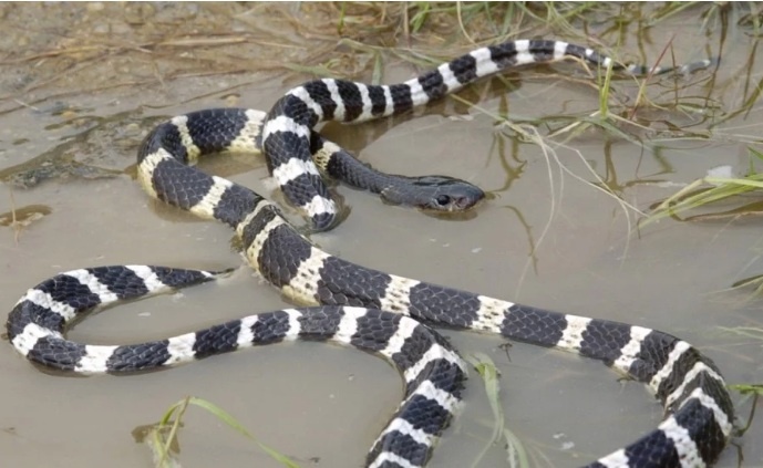 Ran doc bo vao tru so xa va nha dan sau lu hinh anh