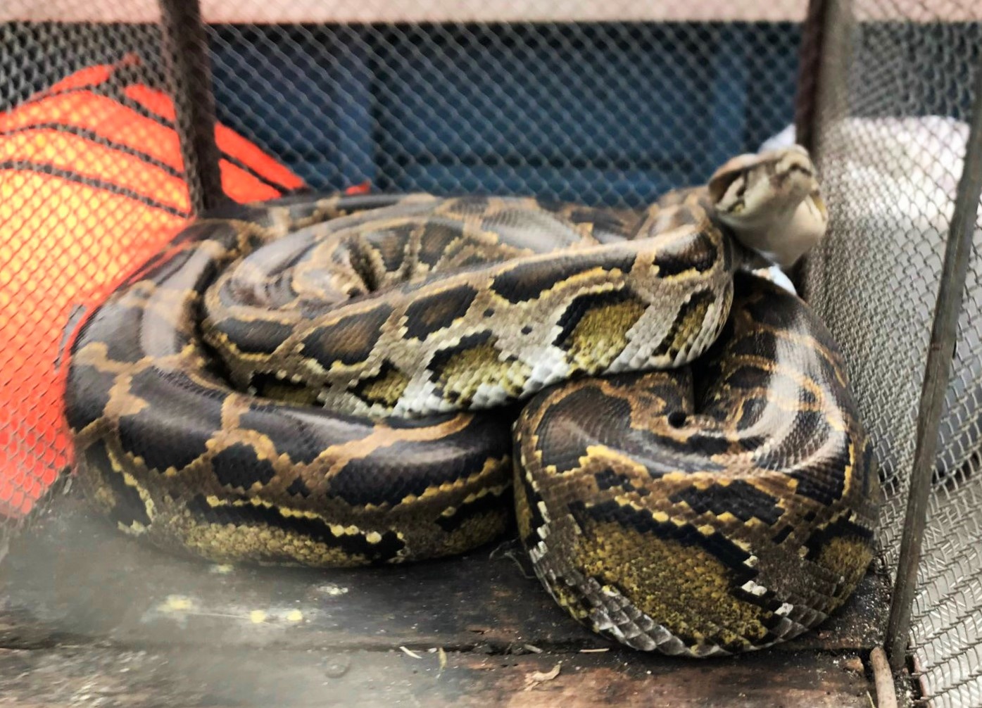 Bat duoc tran gam dai 3 m khi tham dong hinh anh