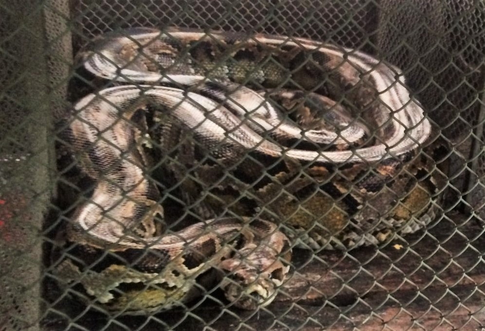 Tha tran gam nang 35 kg ve rung hinh anh