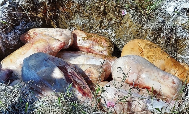 Phat hien 200 kg thit lon sua khong ro nguon goc hinh anh