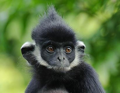 Vi sao vooc gay trang lien tuc duoi can nguoi? hinh anh