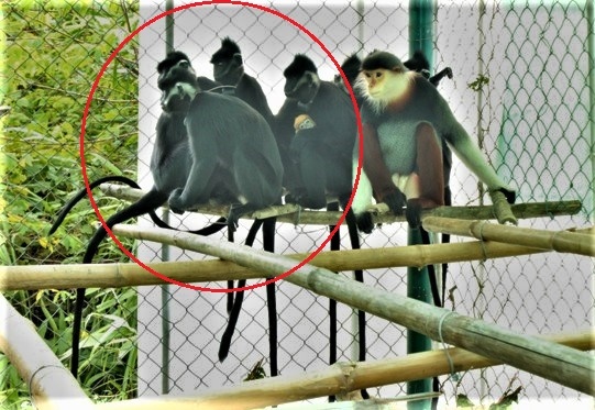 vooc gay trang tan cong nguoi anh 3