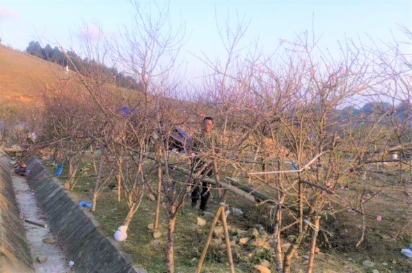 De xuat dan tem dao vuon do dan trong de phan biet dao rung hinh anh