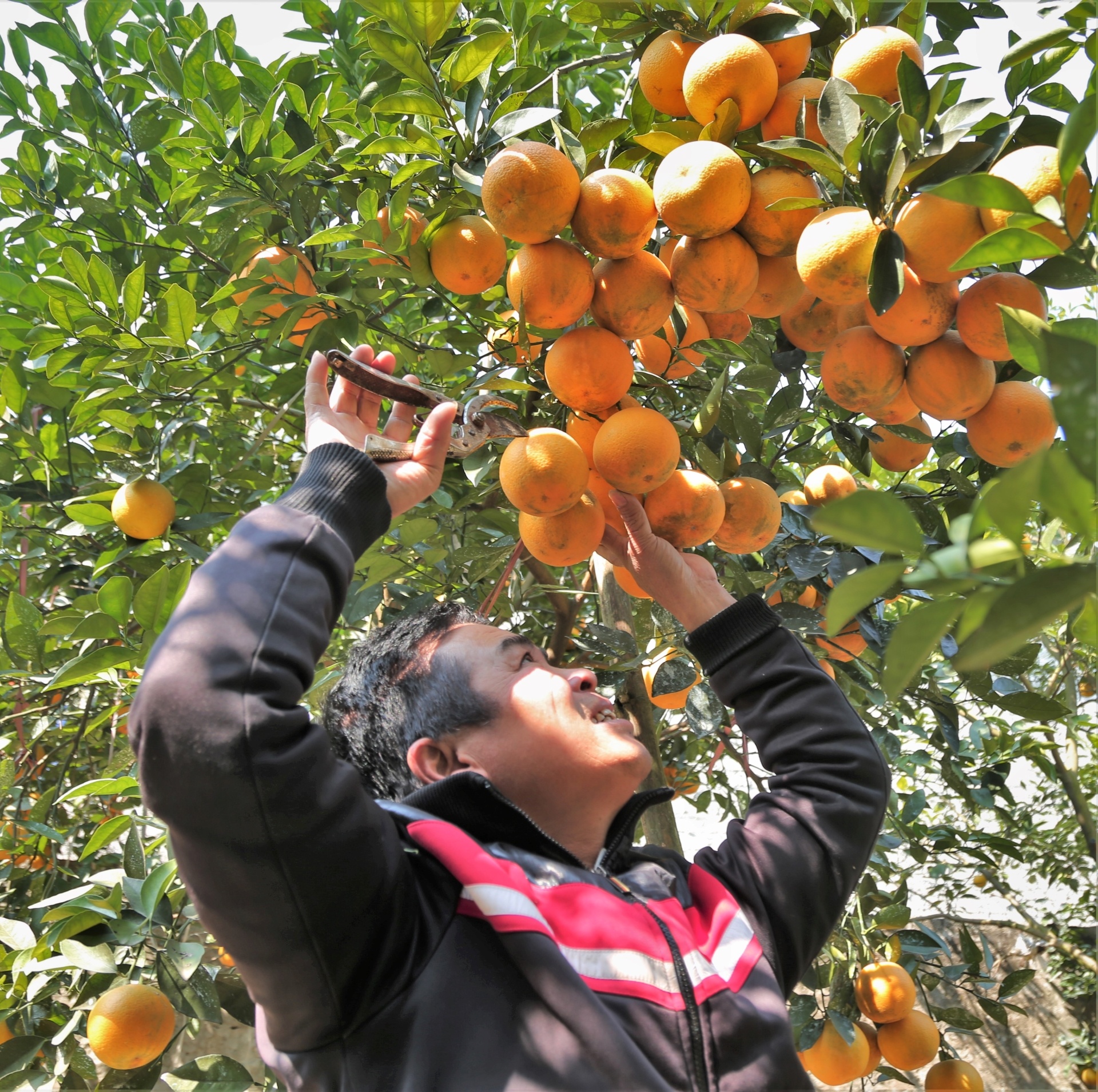 cam Xa Doai dat gia anh 3