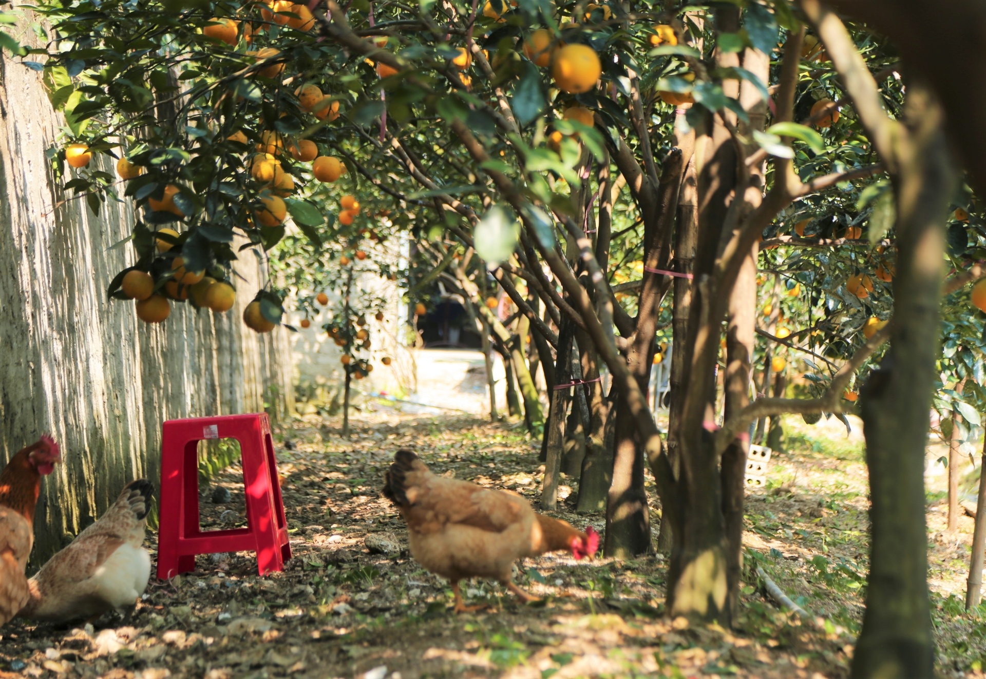 cam Xa Doai dat gia anh 6