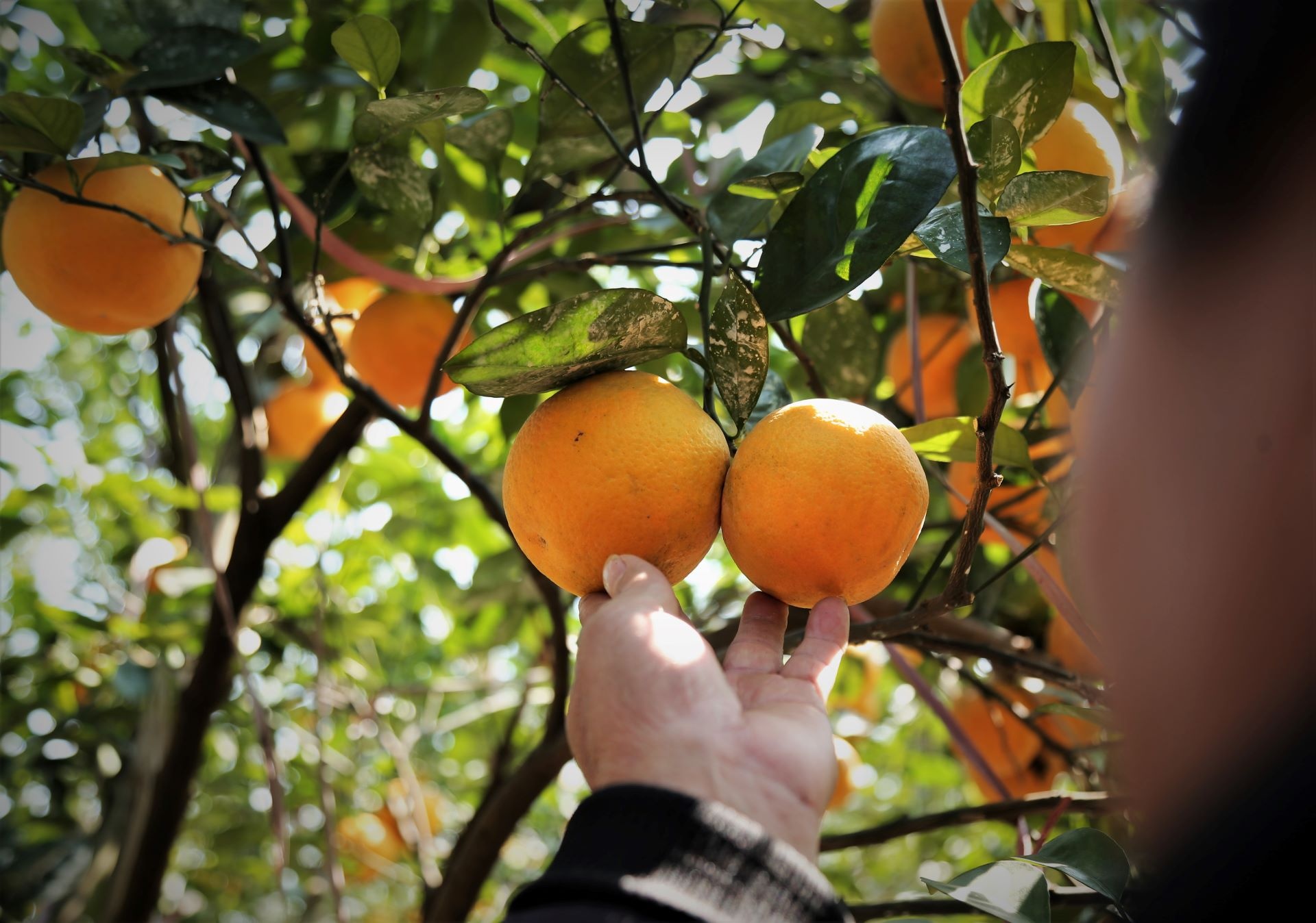 cam Xa Doai dat gia anh 4