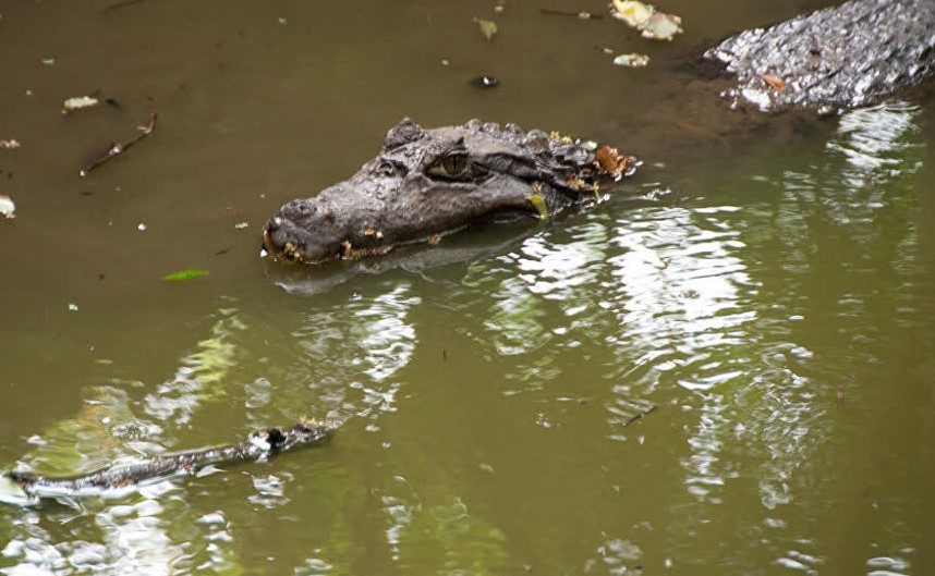 Phat hien 2 con ca sau boi trong ho nuoc ngay khu dan cu? hinh anh