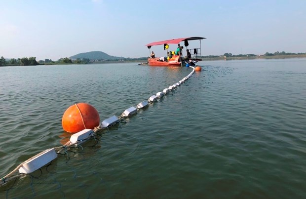 hậu duệ rùa Hoàn Kiếm ảnh 3 hau due rua Hoan Kiem anh 3