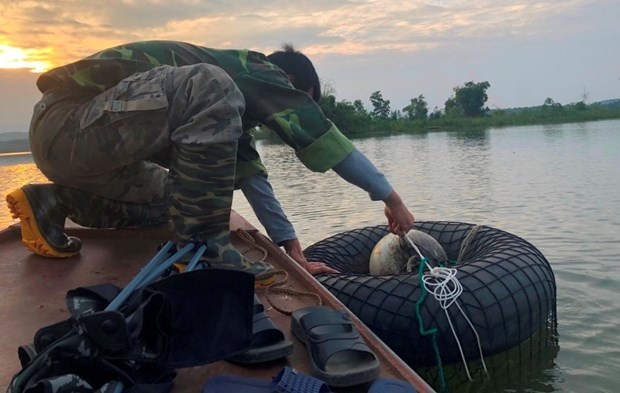 hậu duệ rùa Hoàn Kiếm ảnh 4 hau due rua Hoan Kiem anh 4