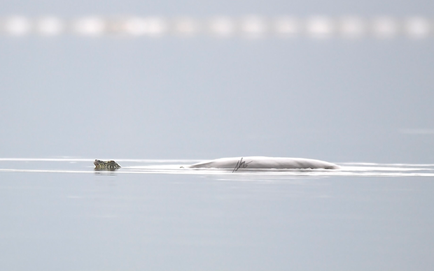 hau due rua Hoan Kiem anh 2