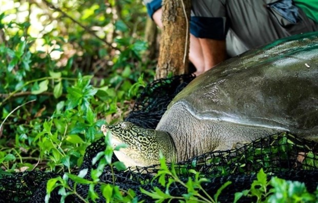 Chuyen ve nguoi di tim ‘hau due’ cho loai rua Hoan Kiem hinh anh
