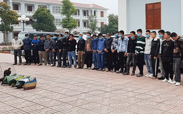 đá gà bị bắt ảnh 1 da ga bi bat anh 1