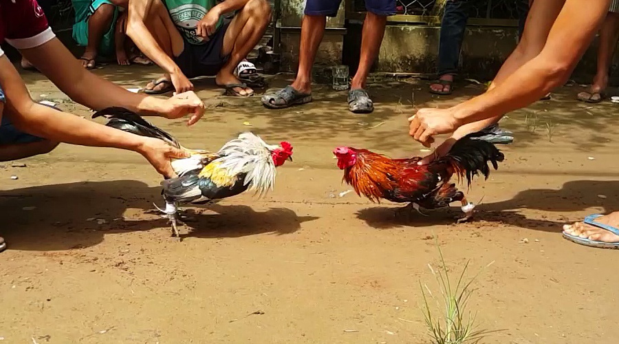Triet pha soi da ga trong trang trai bo hoang hinh anh