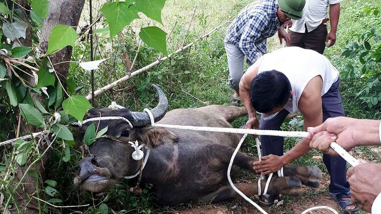 Bat trom trau, bo roi mang vao rung xe thit hinh anh