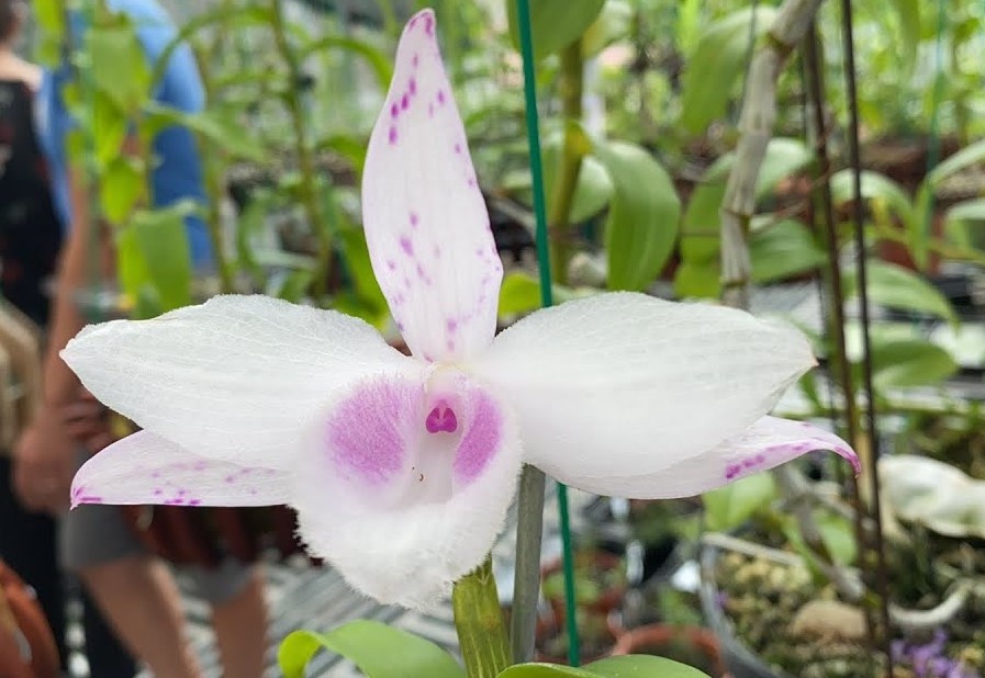 Xac minh vu lan dot bien Hong Bong Lai duoc ban voi gia 1,6 ty dong hinh anh