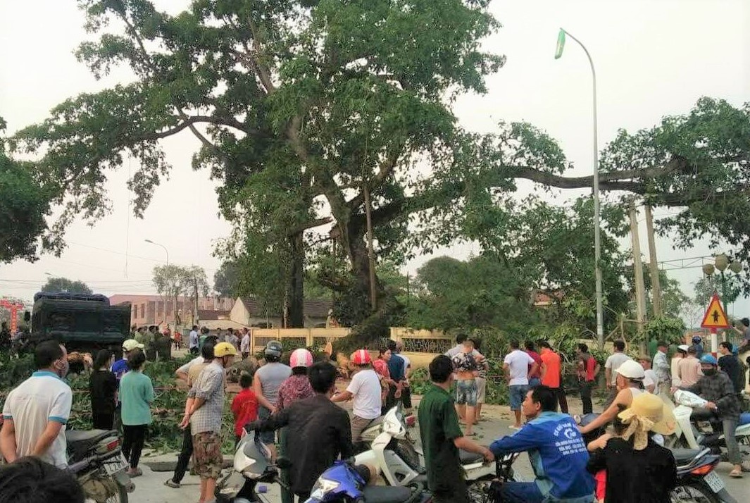 Cây đa cổ thụ gãy nhánh ảnh 1 Cay da co thu gay nhanh anh 1