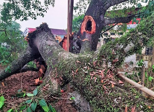 Cay da co thu gay nhanh, de trung 4 hoc sinh hinh anh