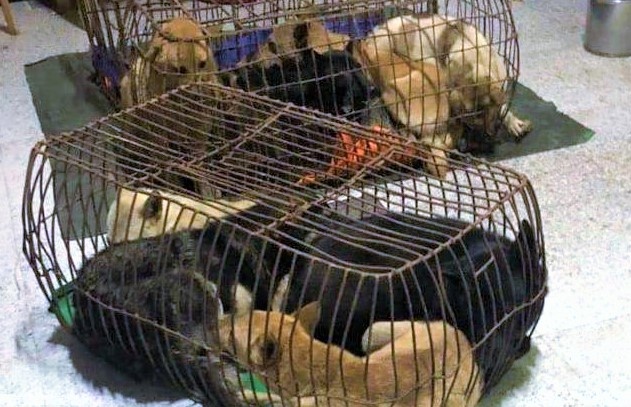 Hai ke trom cho luon mang theo kiem, binh xit hoi cay hinh anh