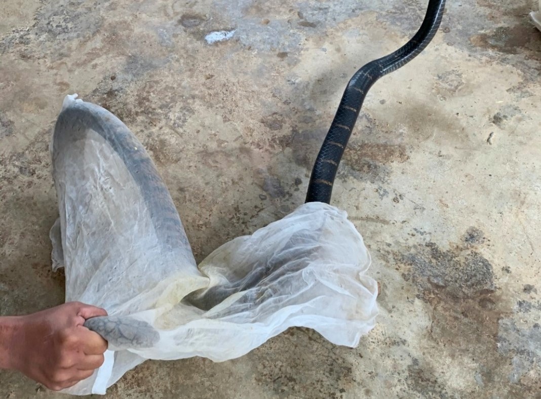 tha ran ho mang ve rung anh 1