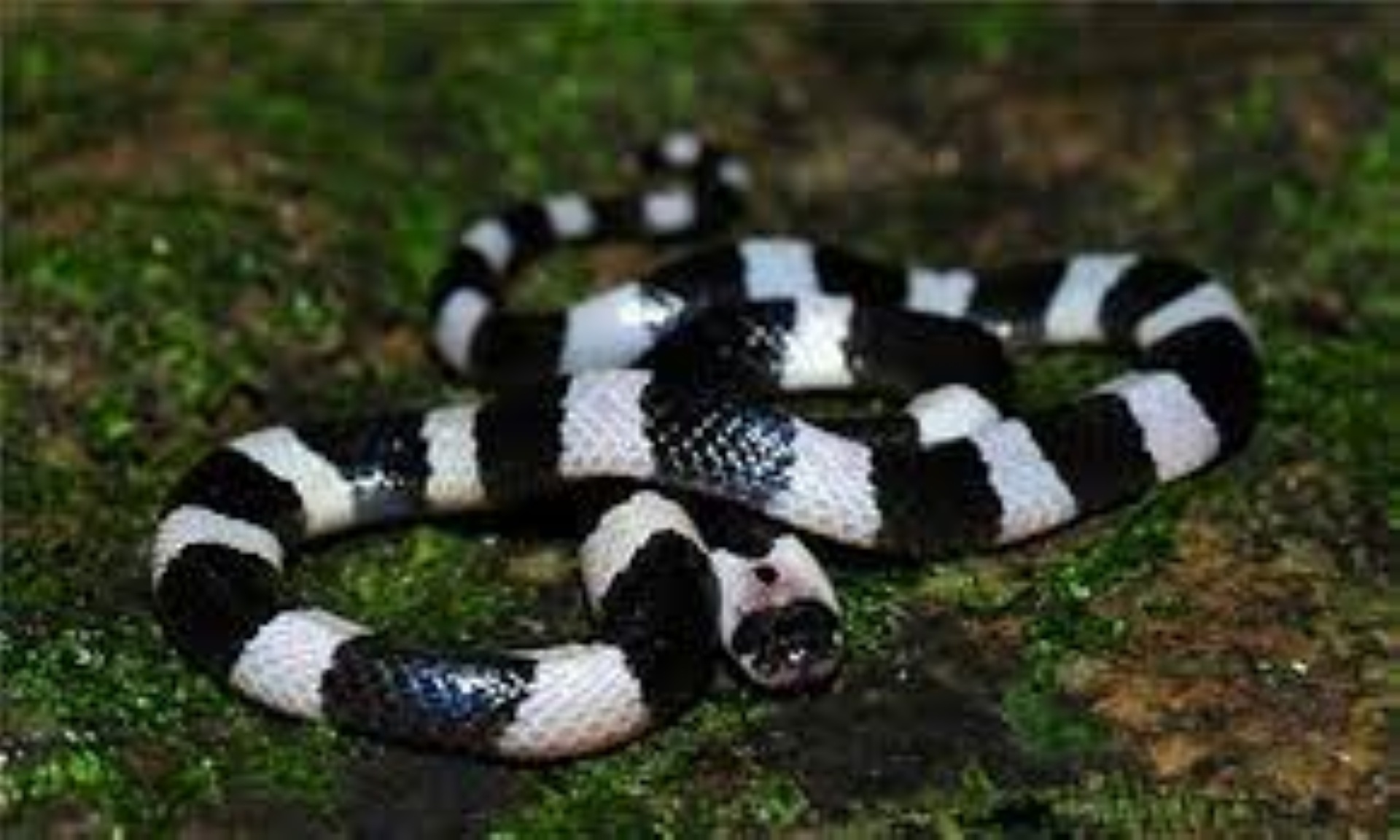 Co gai 22 tuoi bi ran cap nia can khi dang ngu hinh anh