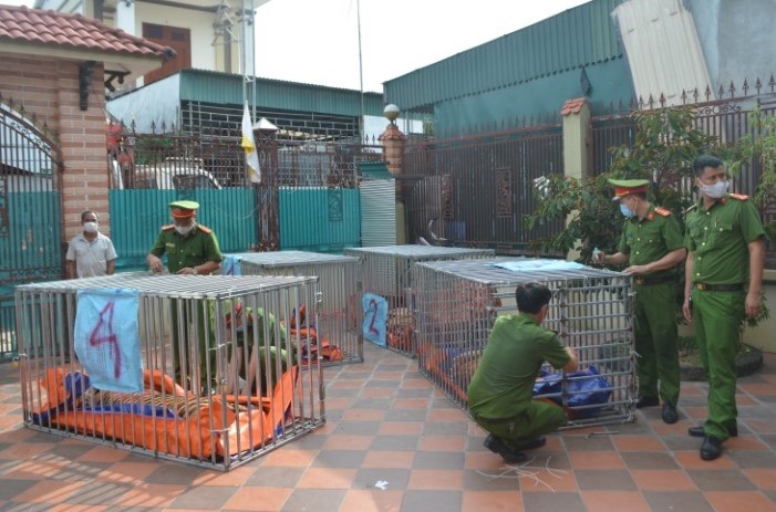 nuôi hổ trái phép trong nhà ảnh 1 nuoi ho trai phep trong nha anh 1