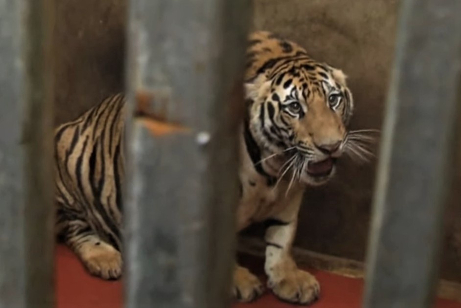 8 trong so 17 con ho chet sau vu phat hien nuoi nhot trai phep hinh anh