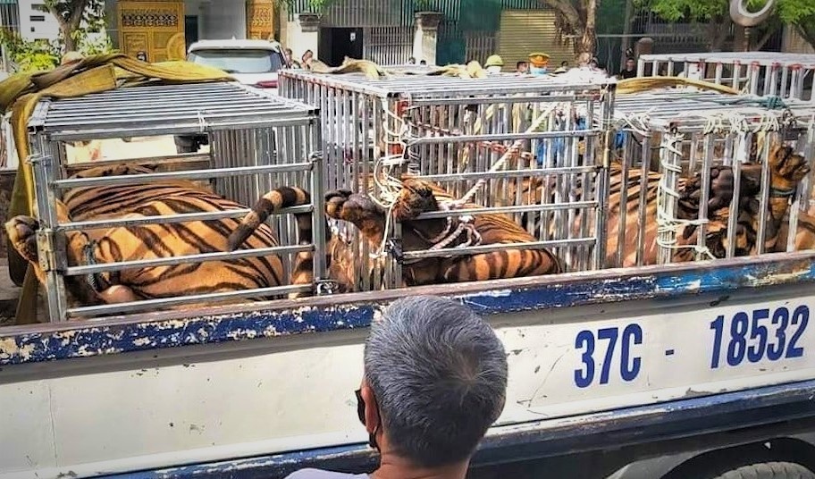 nuôi hổ trái phép ảnh 1 nuoi ho trai phep anh 1