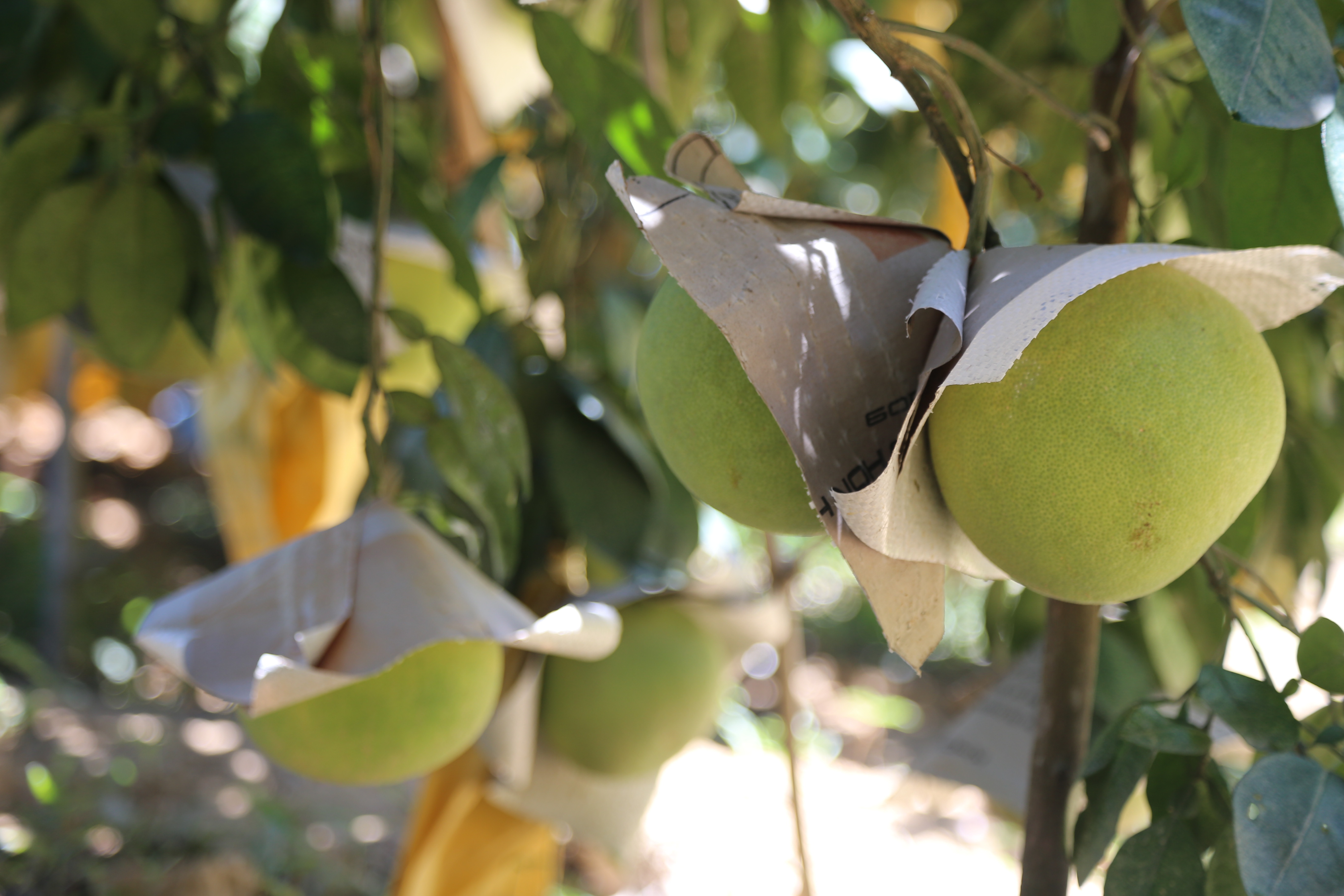 Ha Tinh tim dau ra cho 21.000 tan buoi Phuc Trach hinh anh