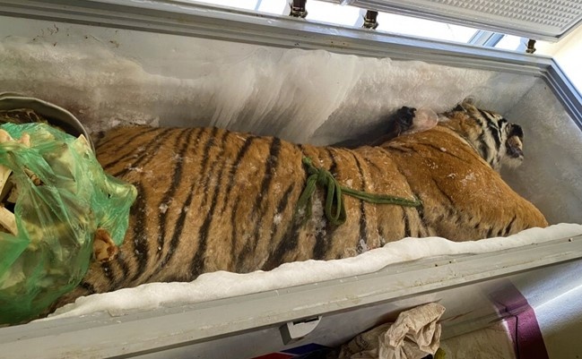 Xac ho 160 kg trong tu cap dong o nha dan hinh anh