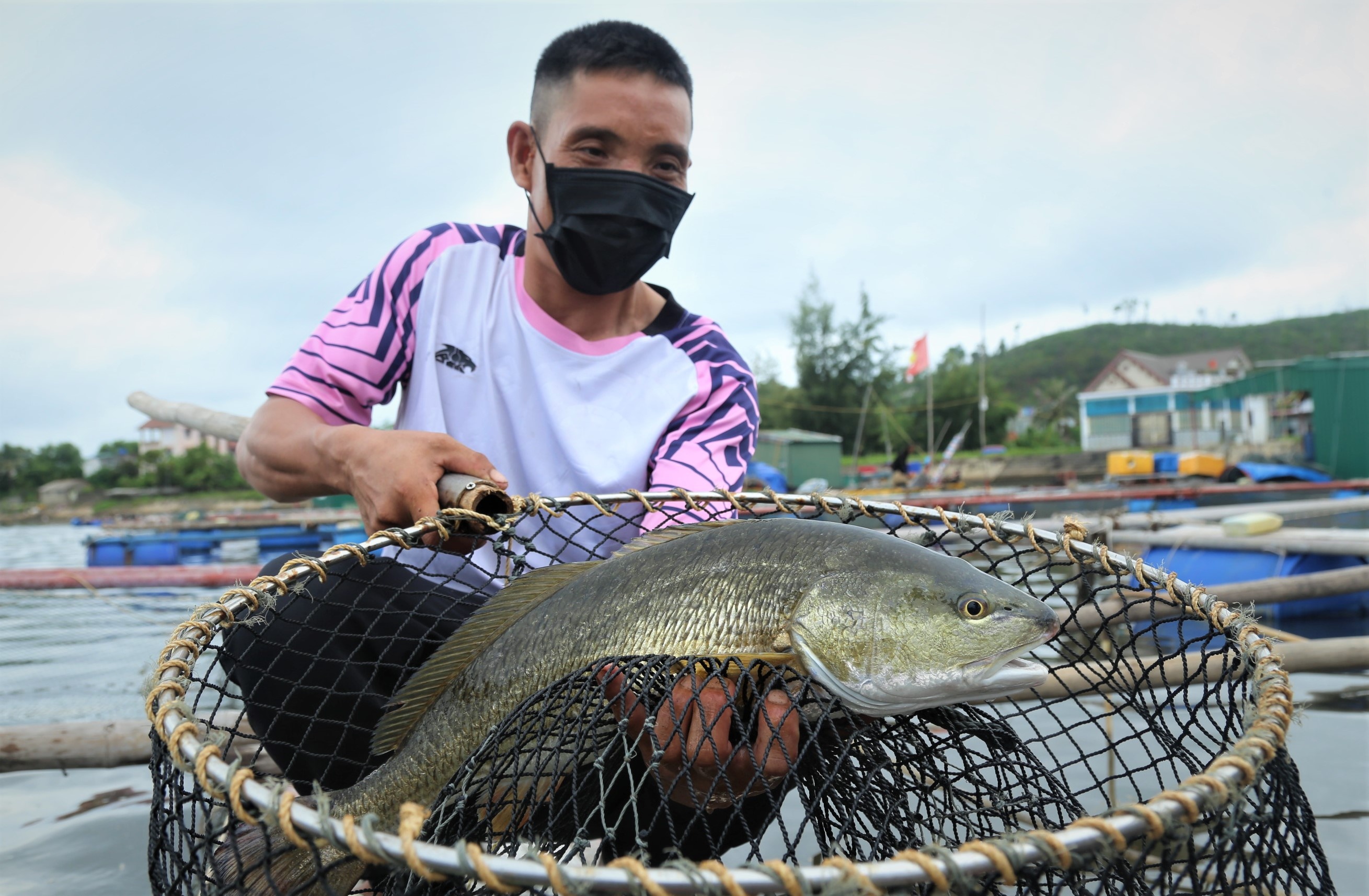 tom ca rot gia,  kho ban anh 2