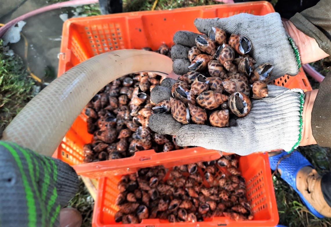 tom ca rot gia,  kho ban anh 3