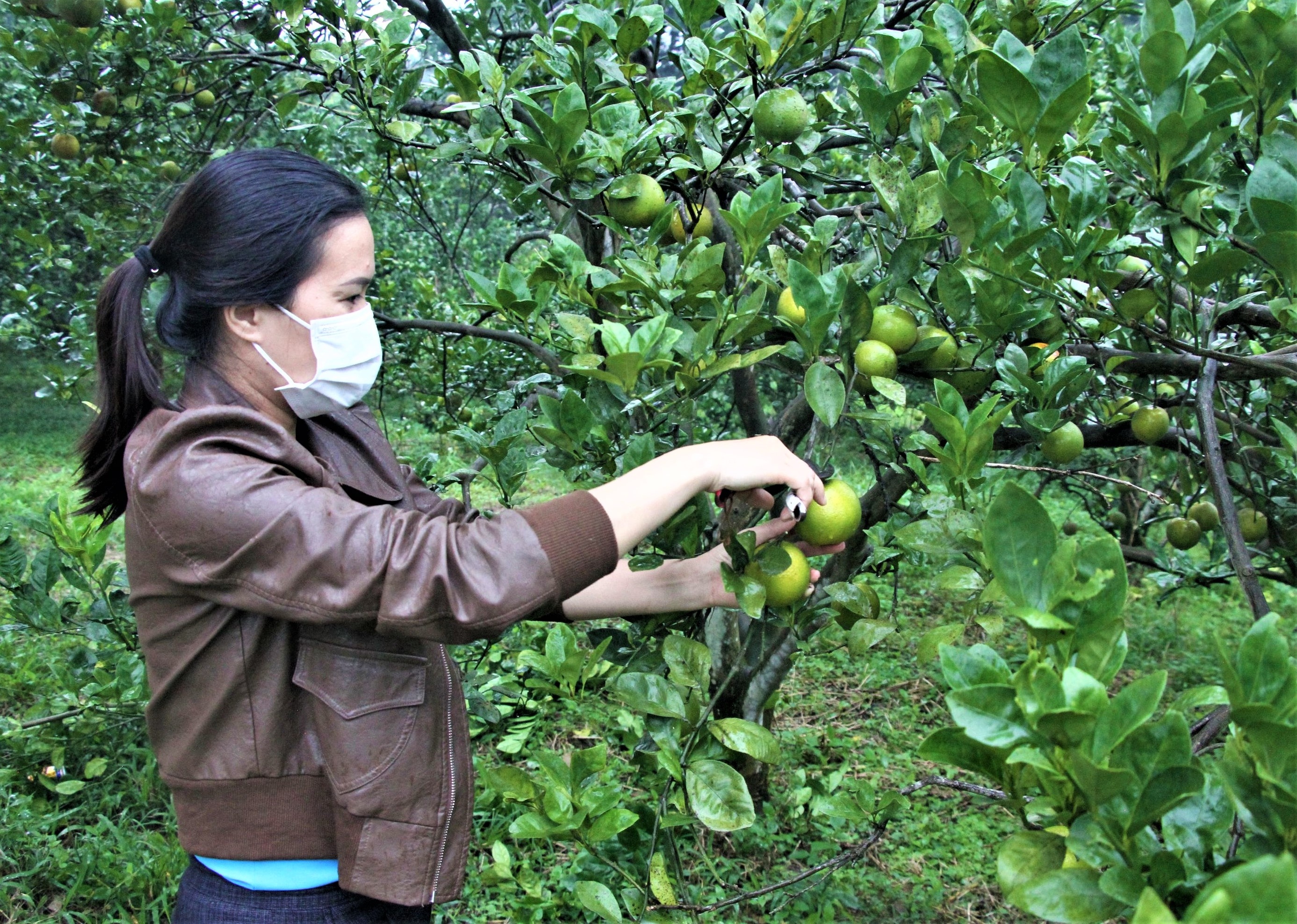 Cam o Nghe An con vai nghin dong/kg hinh anh