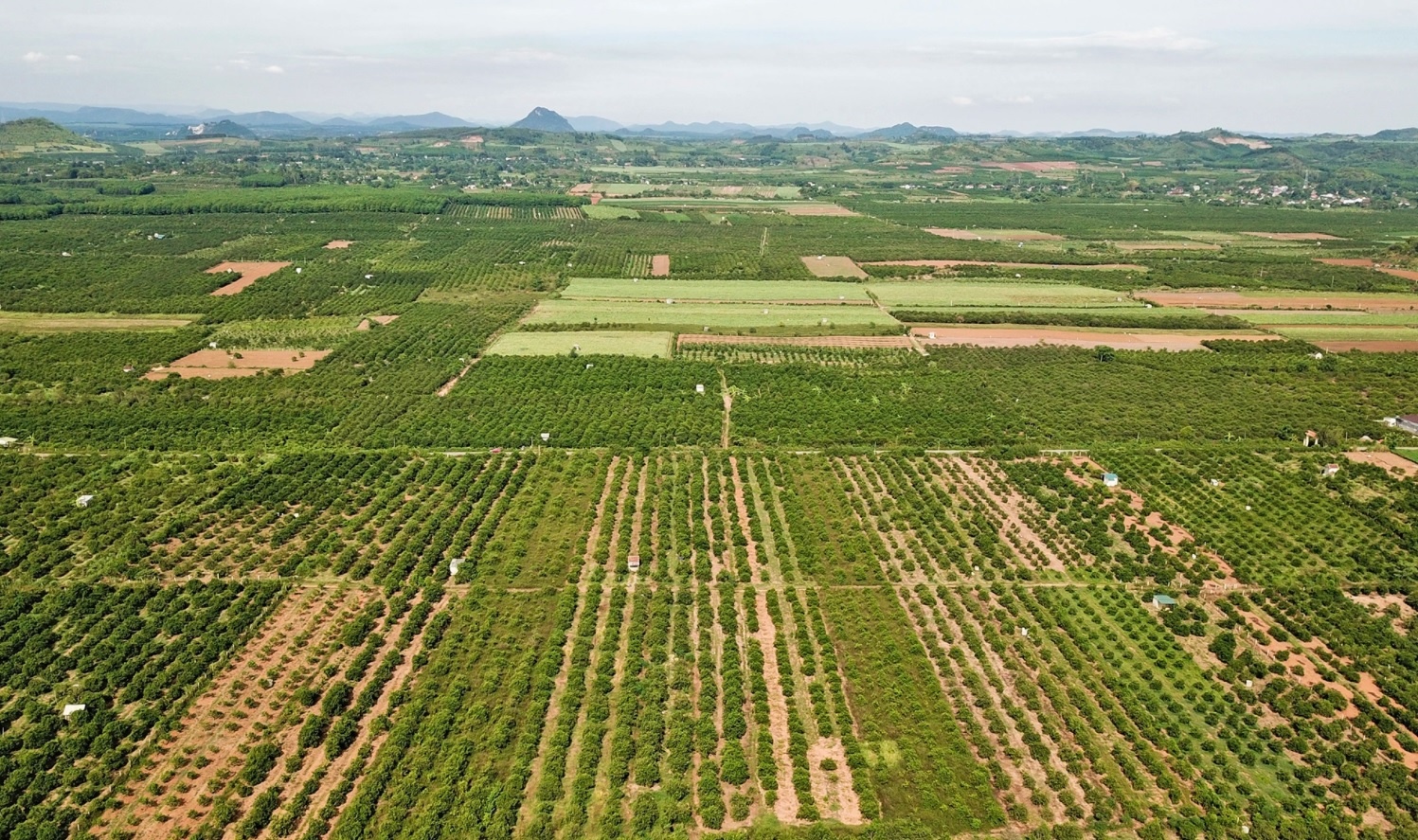 cam rot gia tham anh 2