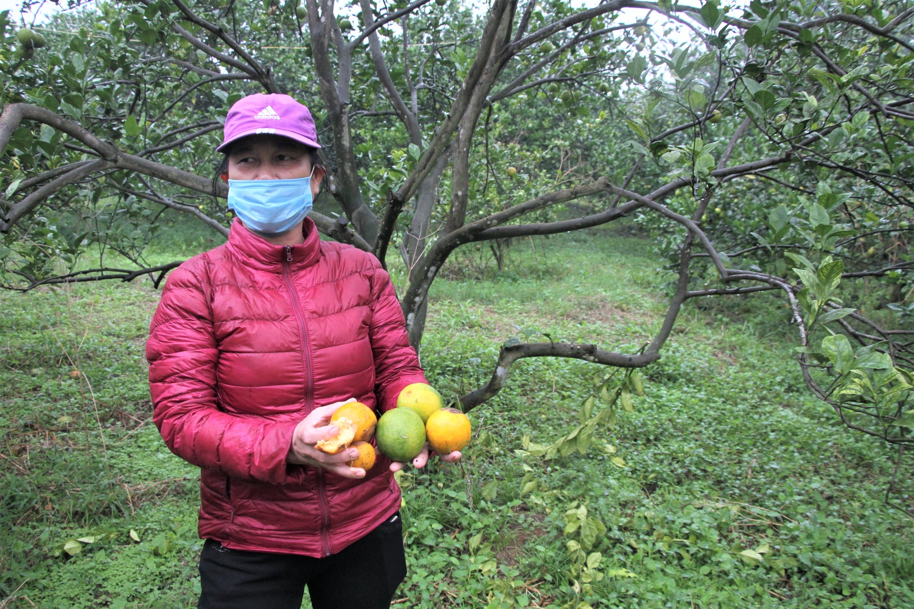 cam rot gia tham anh 1