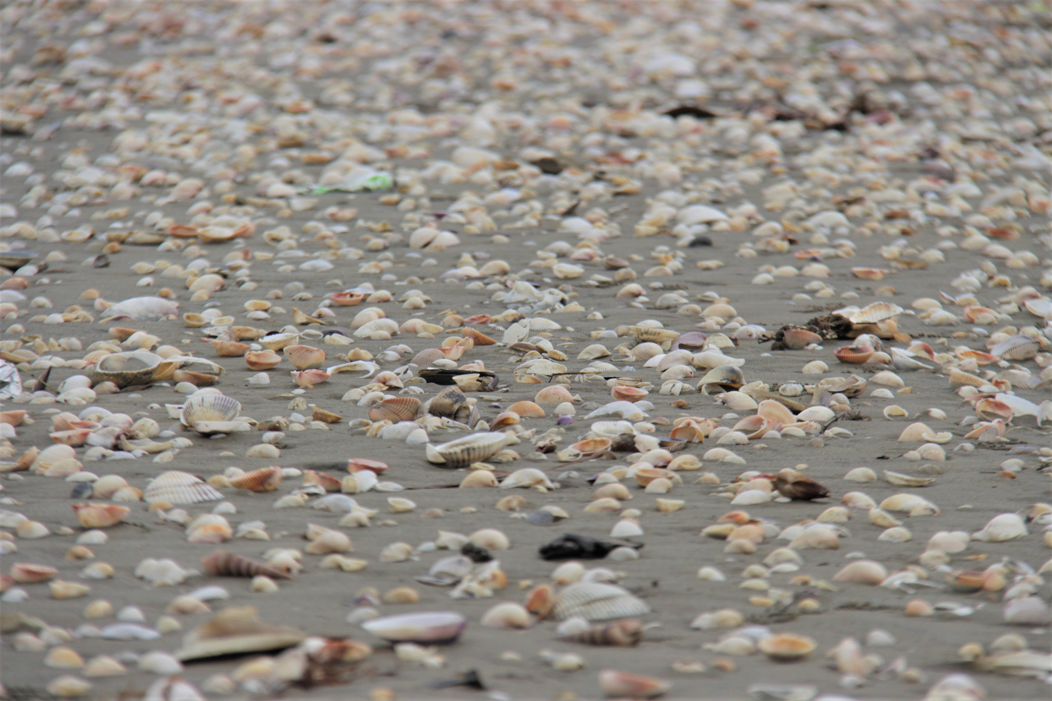 nhat so long o bien anh 11