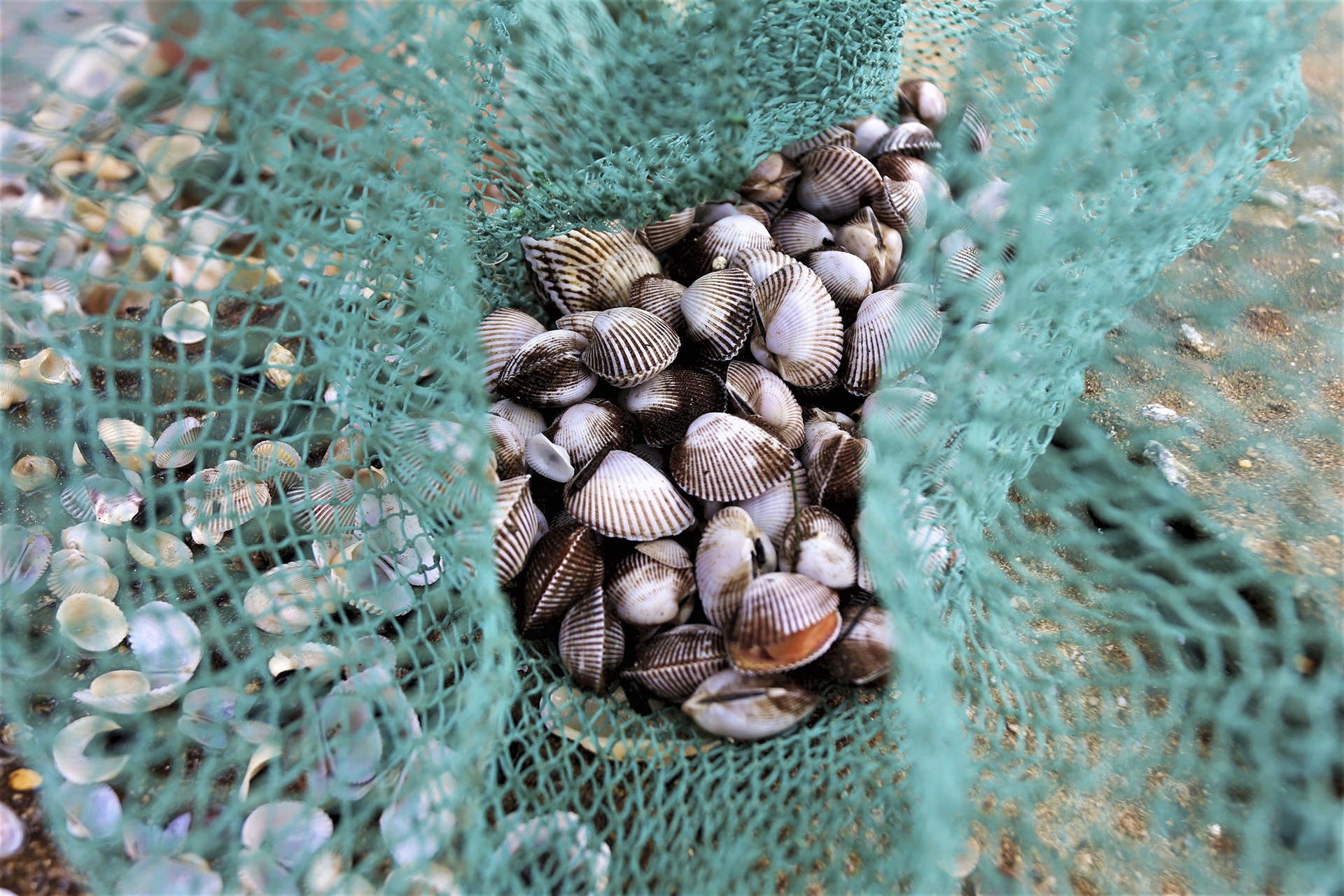 nhat so long o bien anh 9