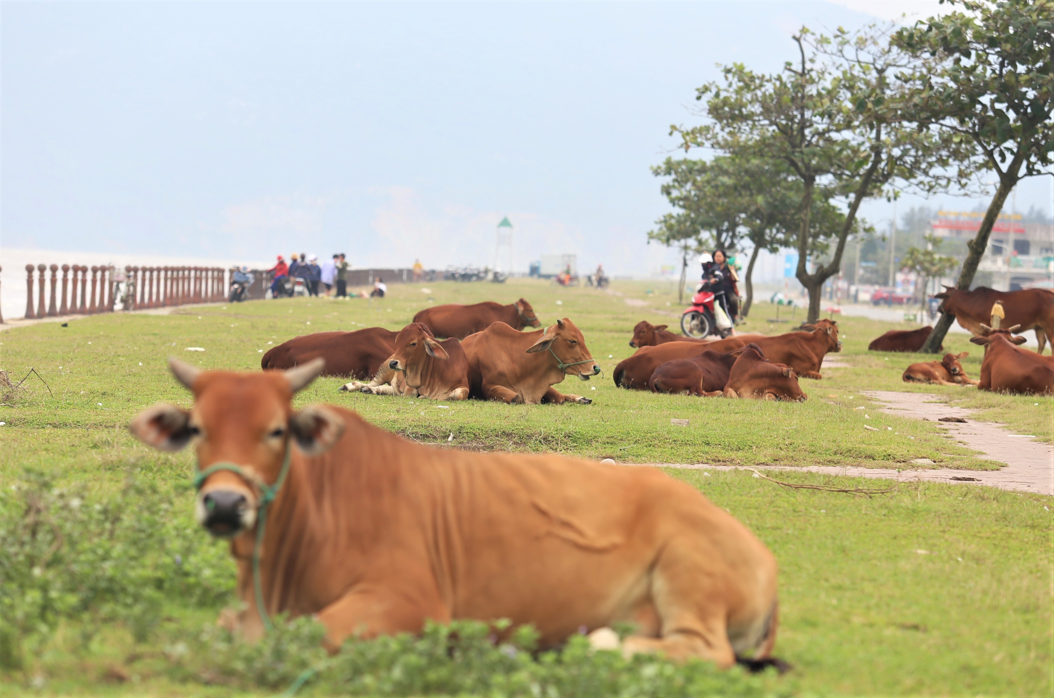 Hang quan dong cua, bai bien thanh noi chan bo hinh anh