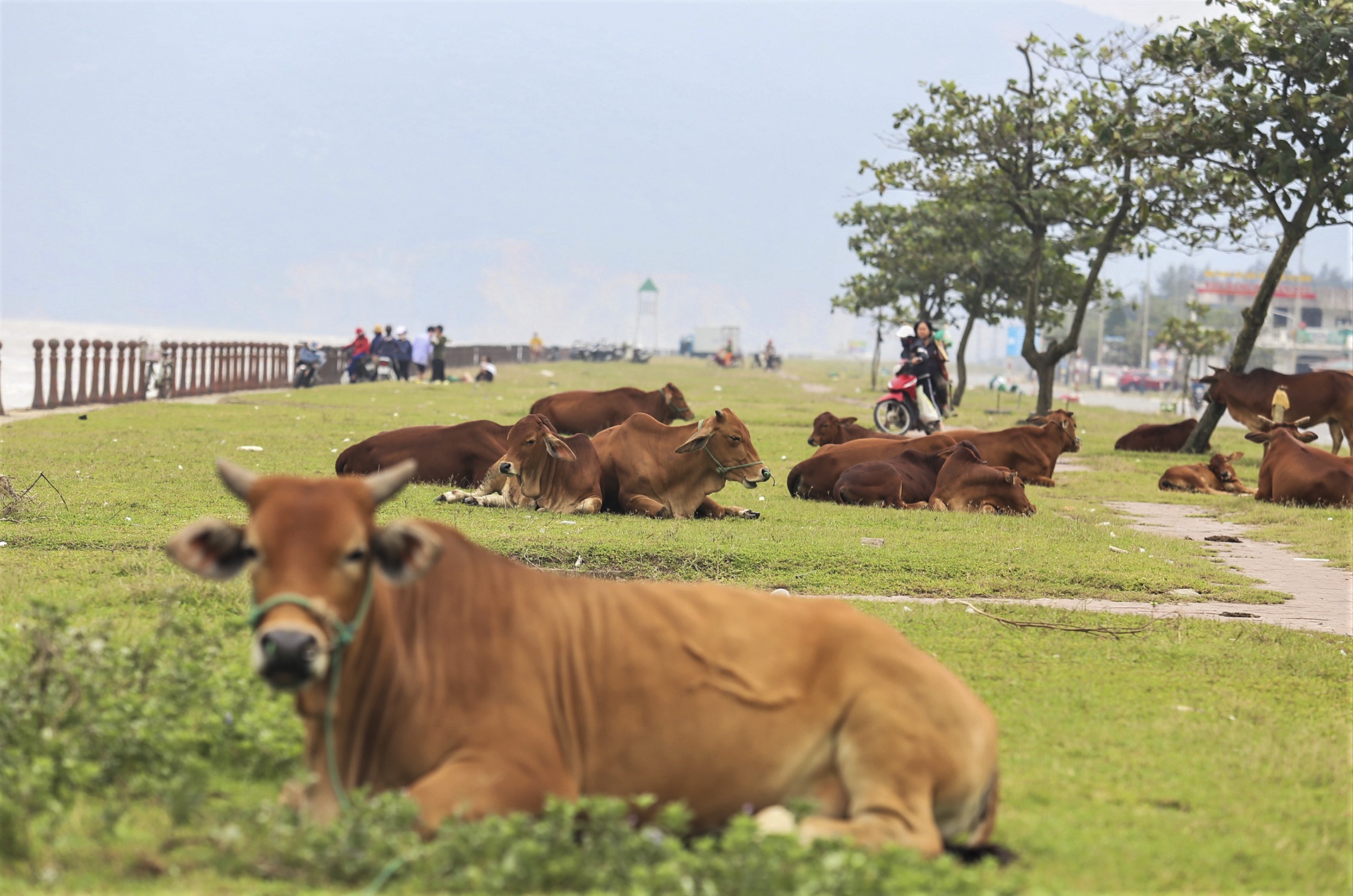 bien du lich ngap rac anh 9