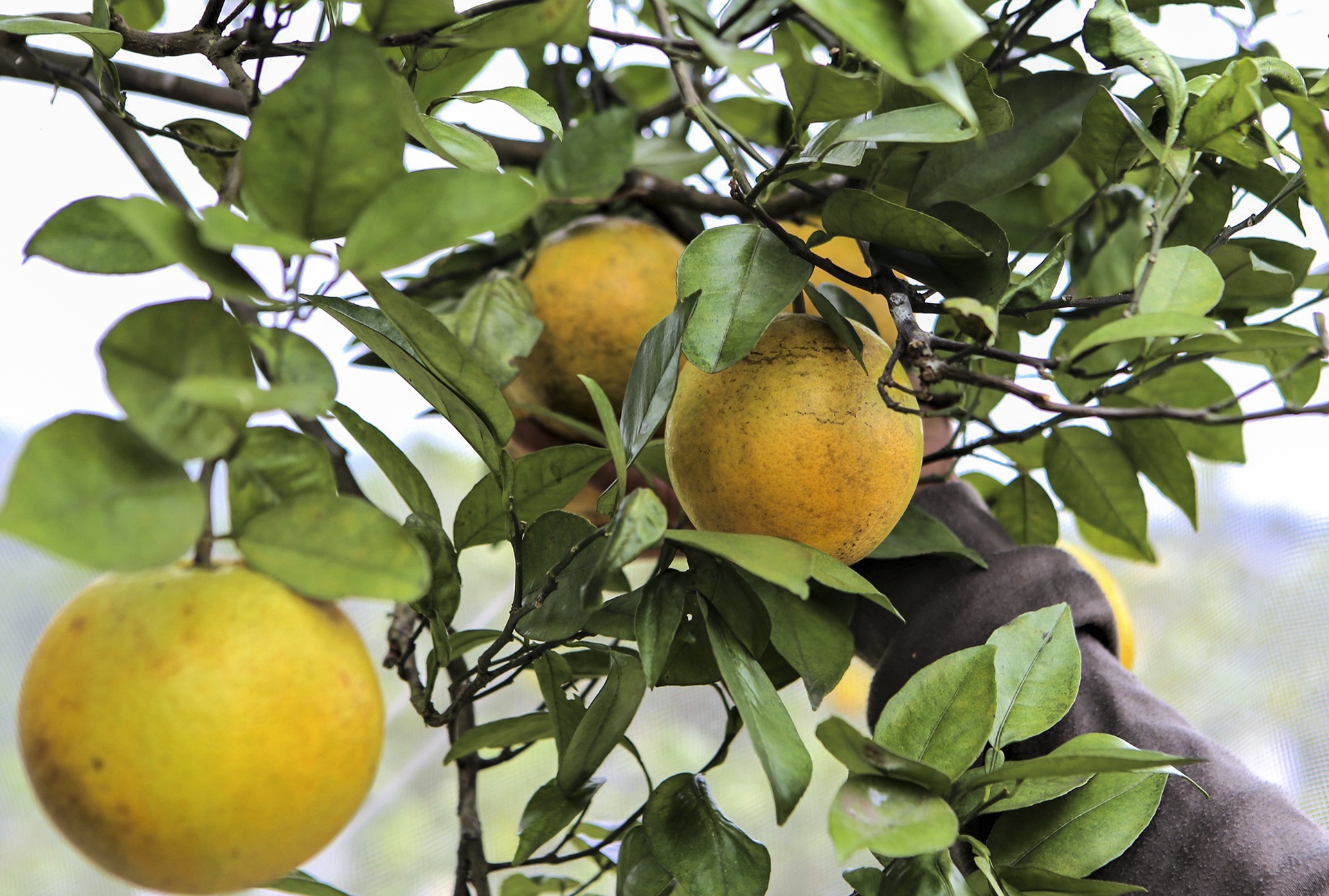 mac man cho cam dac san anh 3