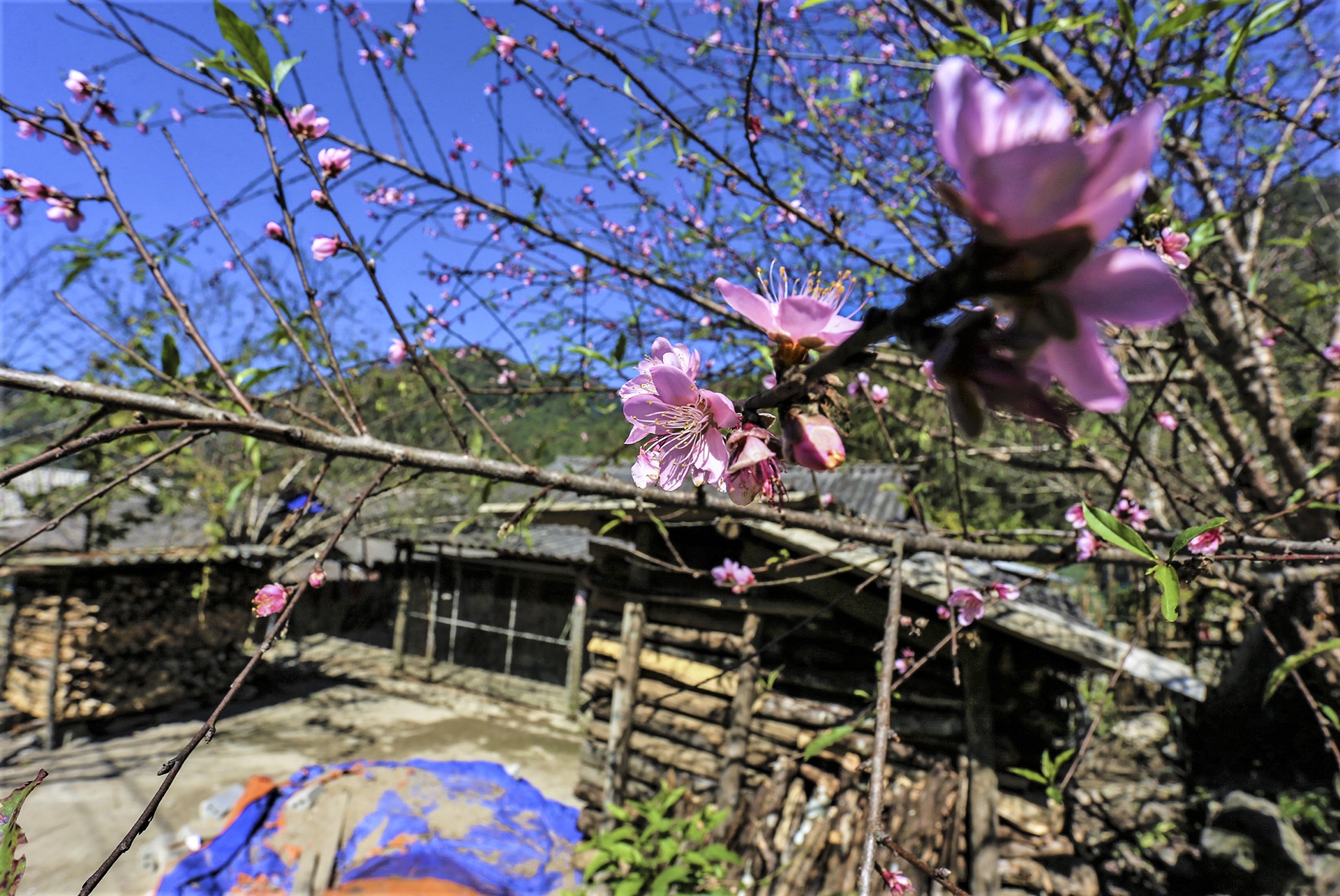 dan lo that thu vi dao no ro anh 2