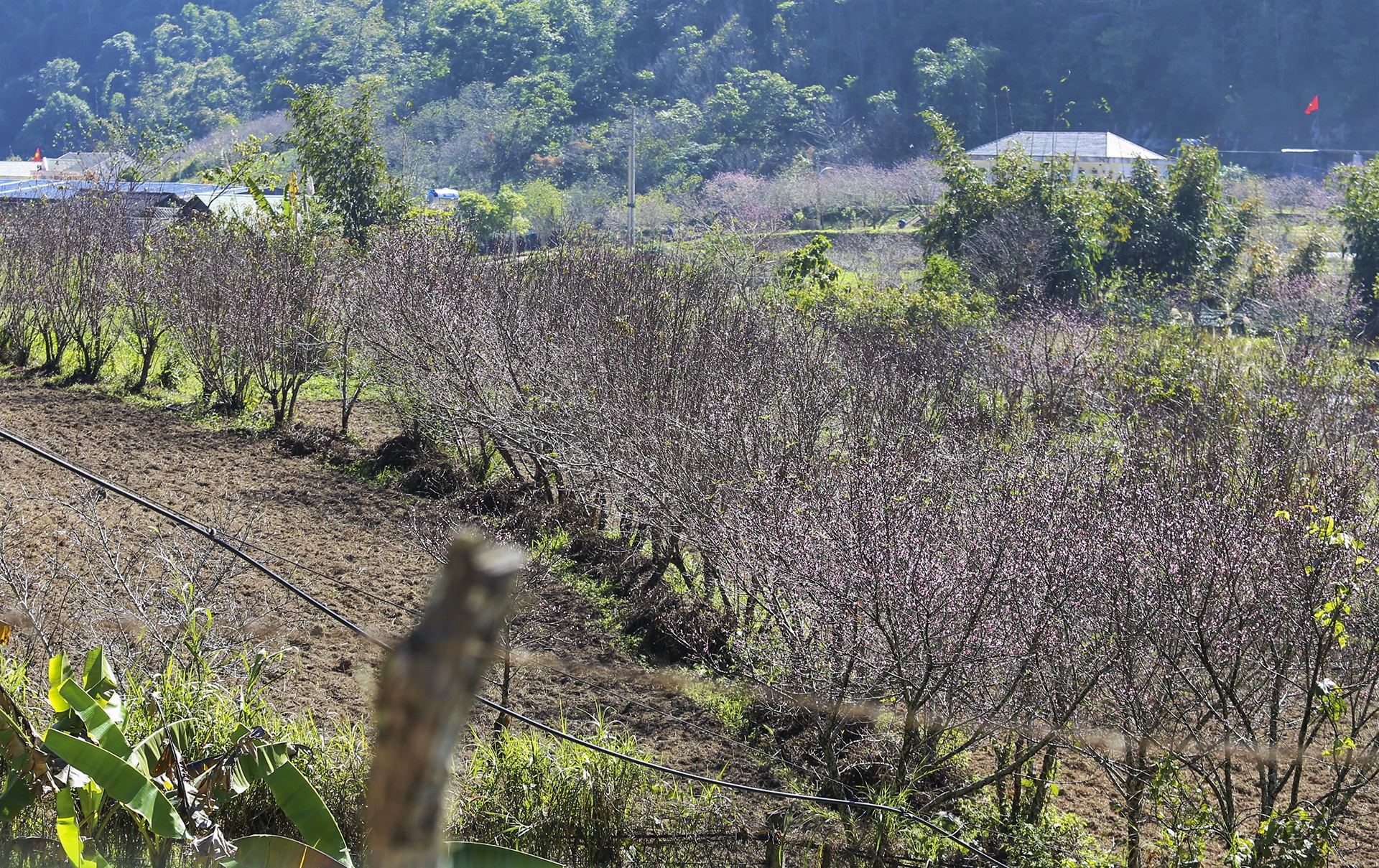 dan lo that thu vi dao no ro anh 1