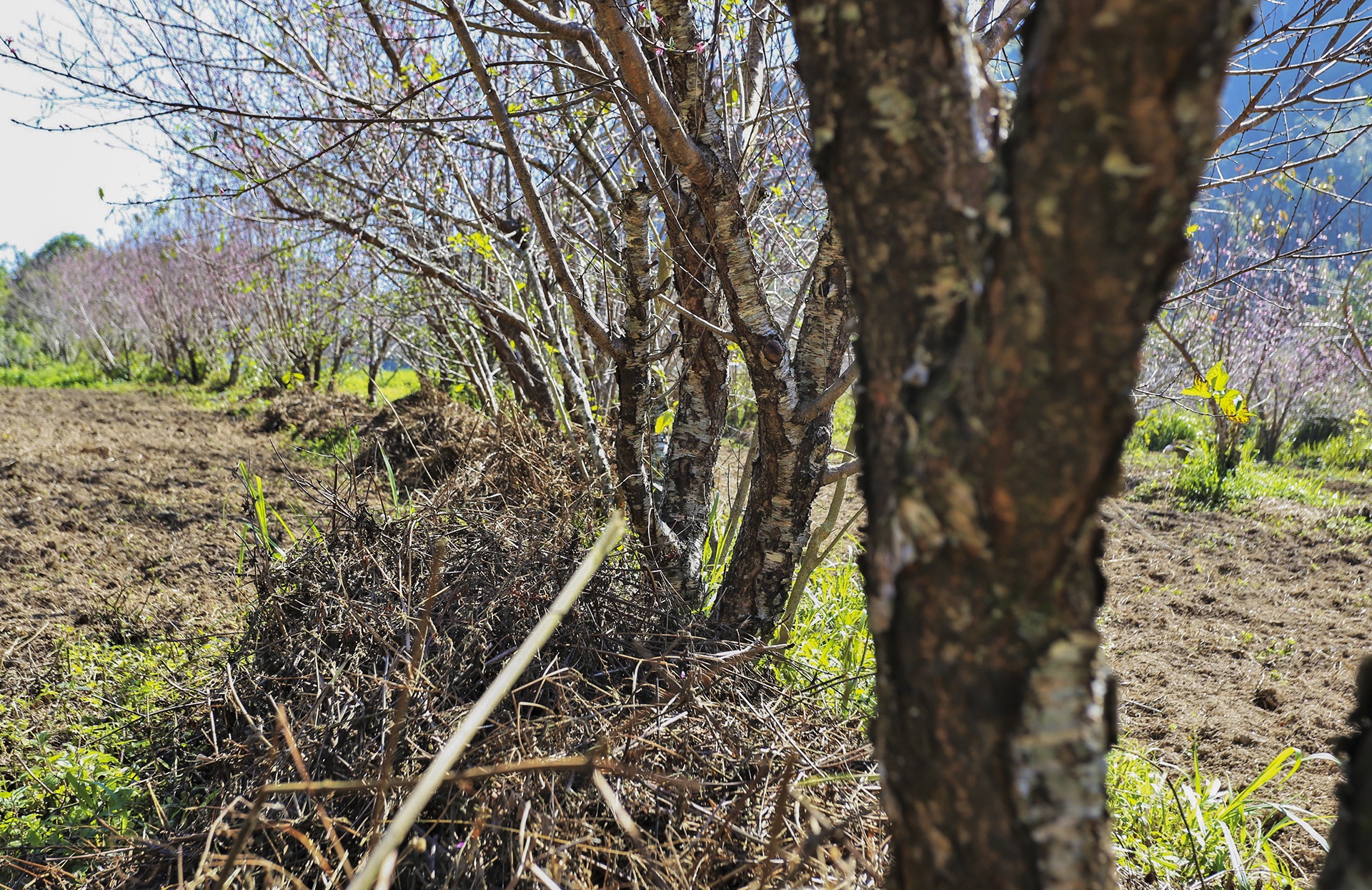 dan lo that thu vi dao no ro anh 3