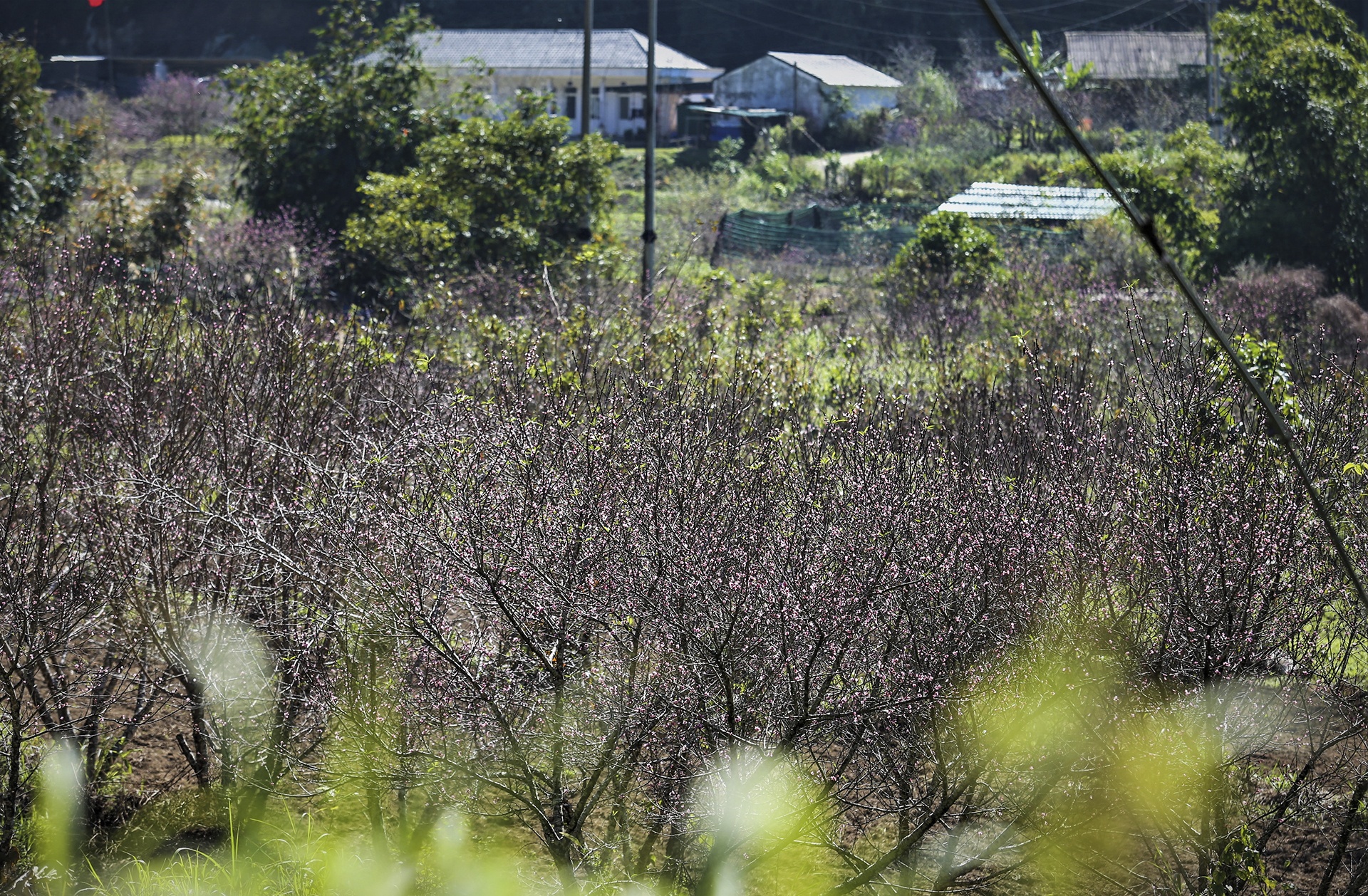 dan lo that thu vi dao no ro anh 5