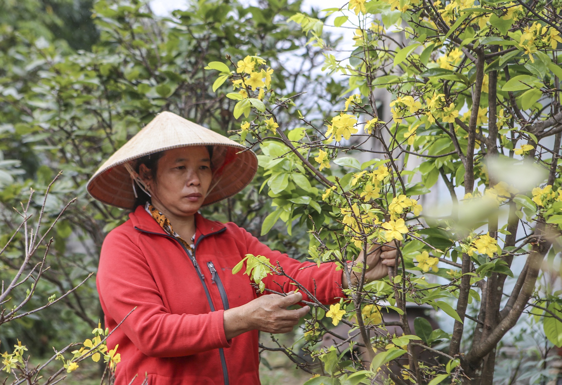 Nong dan lo that thu vi 'thu phu' dao, mai no hoa som hinh anh