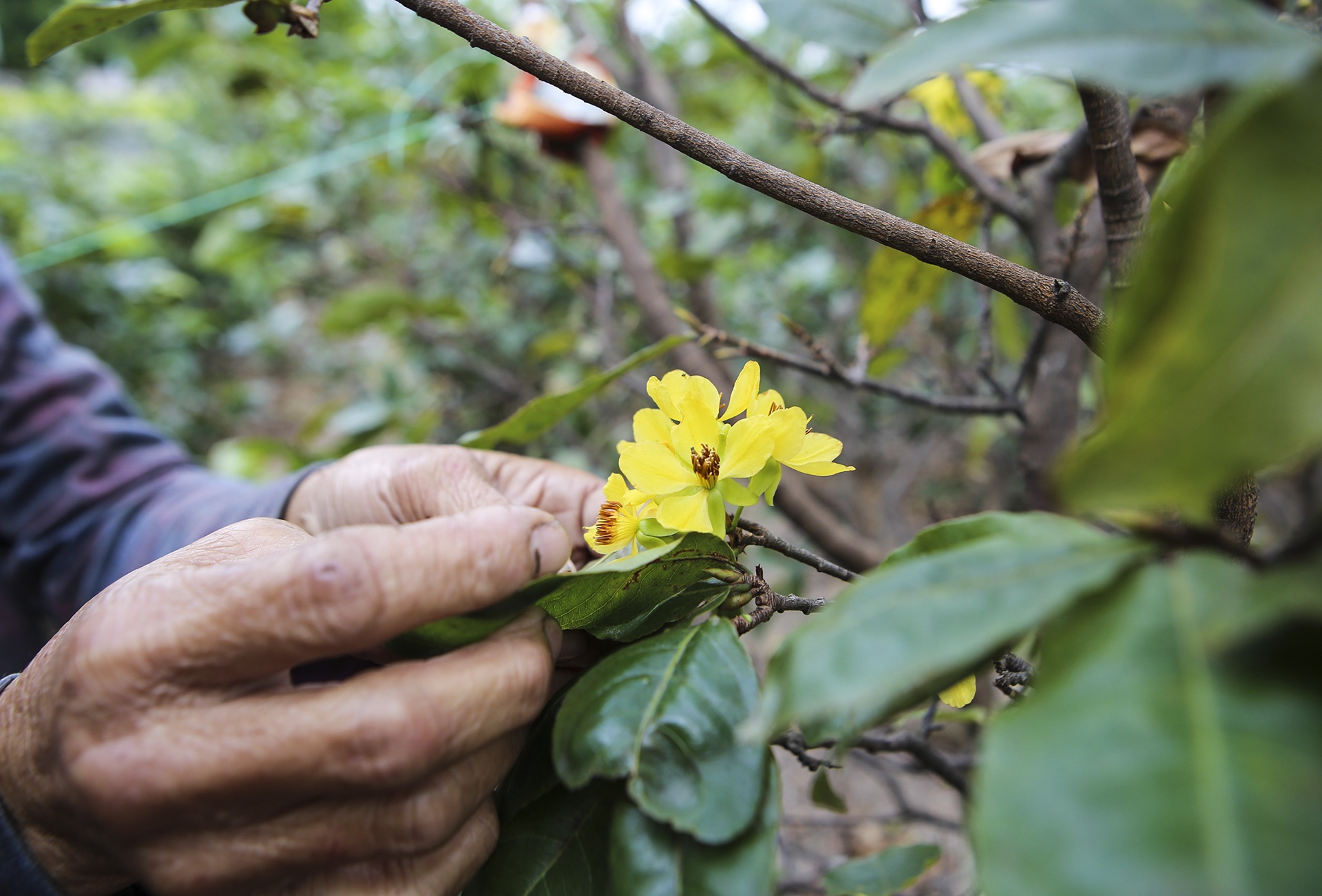 dan lo that thu vi dao no ro anh 10