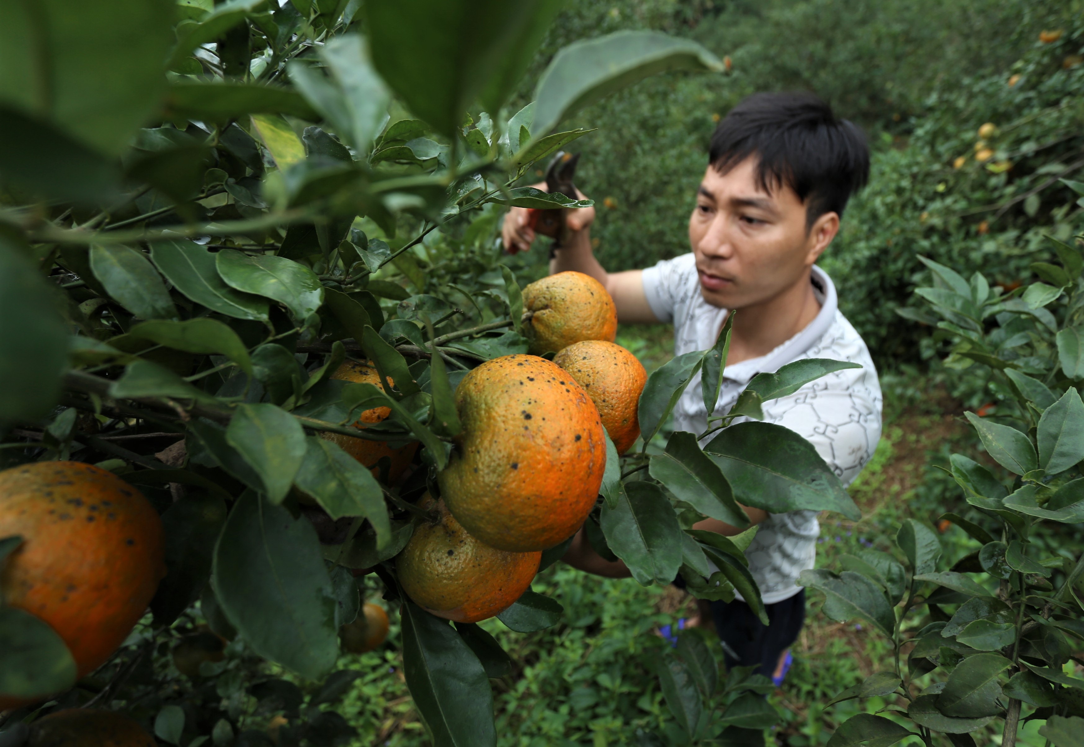 Cam dac san chin vang, nguoi dan van em hang cho tang gia dip Tet hinh anh